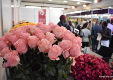Casual from Zena Roses, now one year on the market, has a nice soft pink color, big buds and is growing in interest